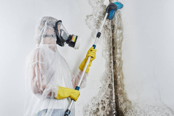 Mold Testing and Removal in Colonial Beach, VA