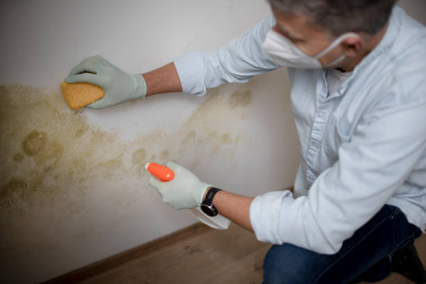 Best Emergency Mold Removal  in Colonial Beach, VA
