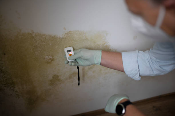 Best Same-Day Mold Removal  in Colonial Beach, VA
