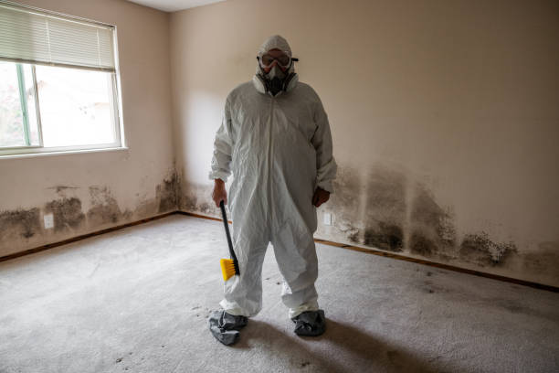 Best Commercial Mold Removal  in Colonial Beach, VA