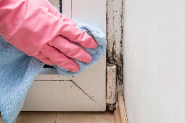 Best Water Damage Restoration  in Colonial Beach, VA