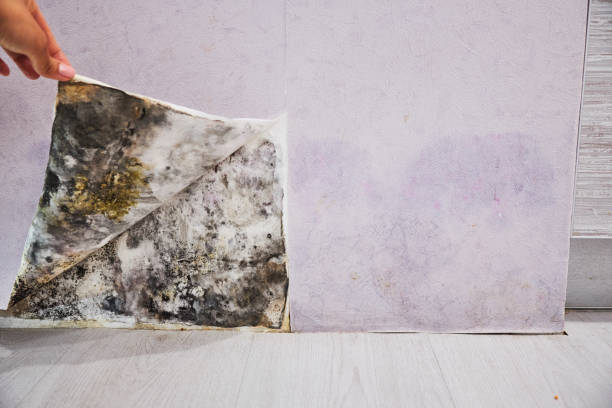 Best Local Mold Removal Service  in Colonial Beach, VA
